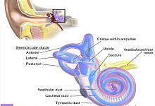 Ear